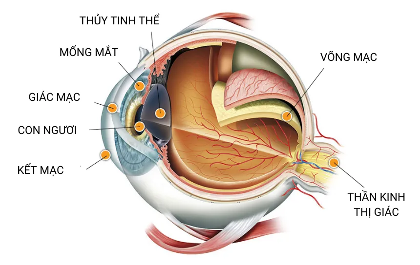 Kính cận là thấu kính gì? Cận thị nên đeo kính cận loại nào?