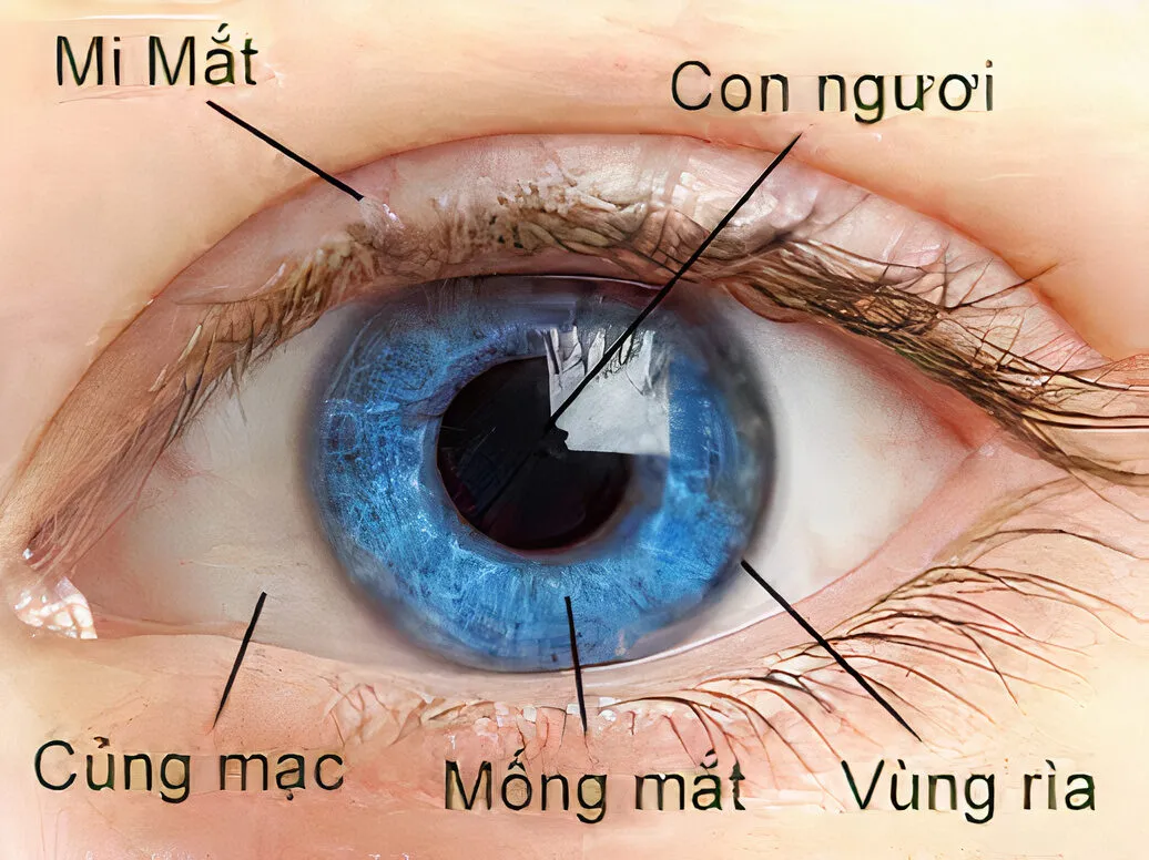 Cấu tạo của mắt và cơ chế hoạt động – Giải mã một số bí ẩn của đôi mắt